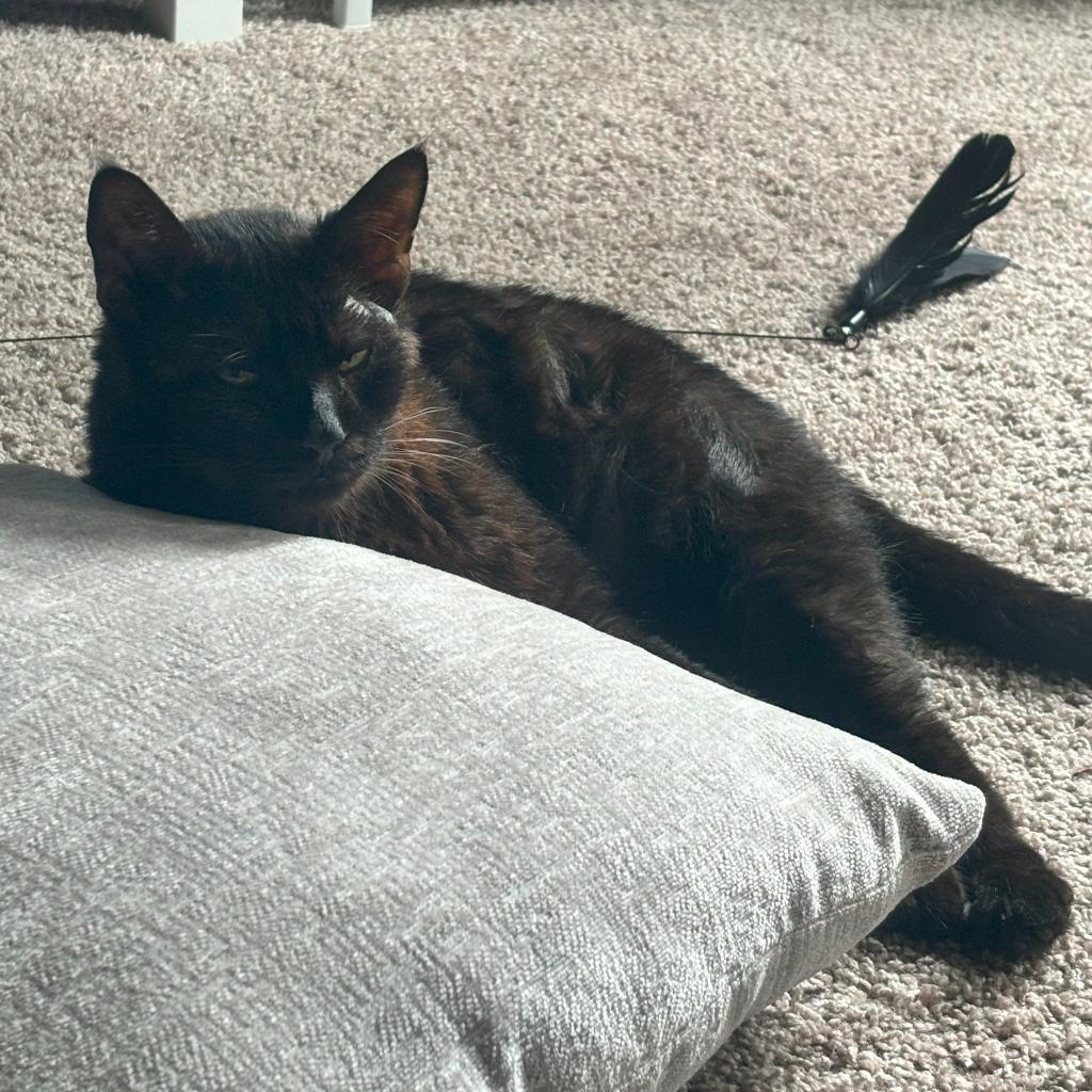 Salem II, an adoptable Domestic Short Hair in Spanish Fork, UT, 84660 | Photo Image 6