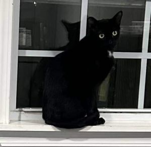 Meet Foxtrot - A Sweet and Laid-Back Tuxedo Cat Looking for a Second Chance Foxtrot is a handsome 4-