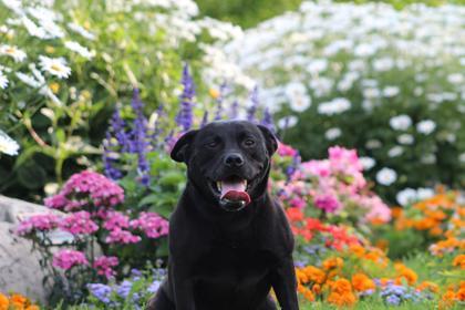 Chase, an adoptable Mixed Breed in Harbor Springs, MI, 49740 | Photo Image 1