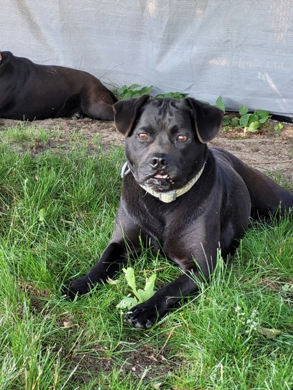 Chase, an adoptable Mixed Breed in Harbor Springs, MI, 49740 | Photo Image 2