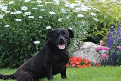 Chase, an adoptable Mixed Breed in Harbor Springs, MI, 49740 | Photo Image 3