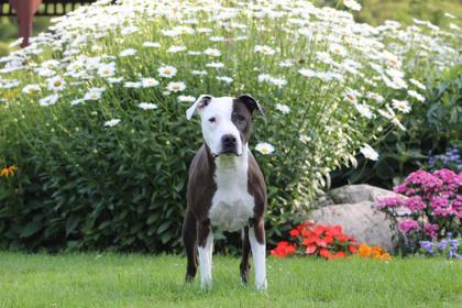 Emmie, an adoptable Mixed Breed in Harbor Springs, MI, 49740 | Photo Image 1