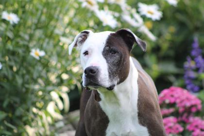 Emmie, an adoptable Mixed Breed in Harbor Springs, MI, 49740 | Photo Image 2