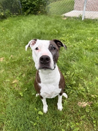 Emmie, an adoptable Mixed Breed in Harbor Springs, MI, 49740 | Photo Image 3