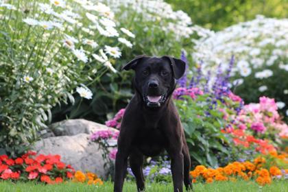 Midnight, an adoptable Mixed Breed in Harbor Springs, MI, 49740 | Photo Image 1