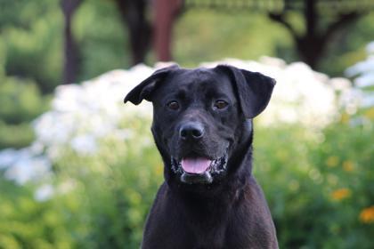 Midnight, an adoptable Mixed Breed in Harbor Springs, MI, 49740 | Photo Image 2