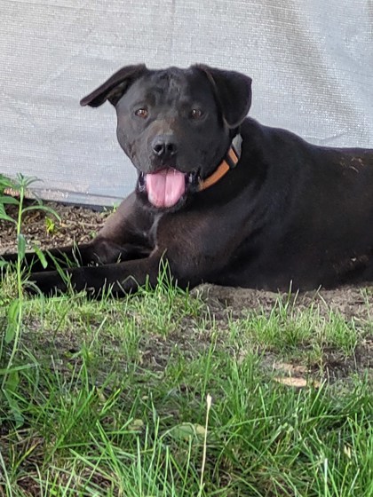 Midnight, an adoptable Mixed Breed in Harbor Springs, MI, 49740 | Photo Image 3