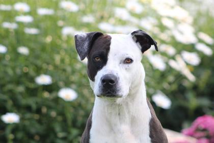 Tommy, an adoptable Pit Bull Terrier, Mixed Breed in Harbor Springs, MI, 49740 | Photo Image 1