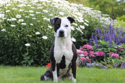 Tommy, an adoptable Pit Bull Terrier, Mixed Breed in Harbor Springs, MI, 49740 | Photo Image 2