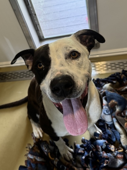 Tommy, an adoptable Pit Bull Terrier, Mixed Breed in Harbor Springs, MI, 49740 | Photo Image 3