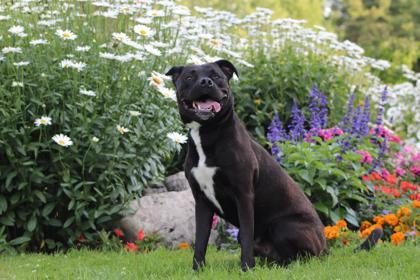 Rufus, an adoptable Pit Bull Terrier, Mixed Breed in Harbor Springs, MI, 49740 | Photo Image 1