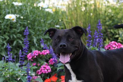 Rufus, an adoptable Pit Bull Terrier, Mixed Breed in Harbor Springs, MI, 49740 | Photo Image 2