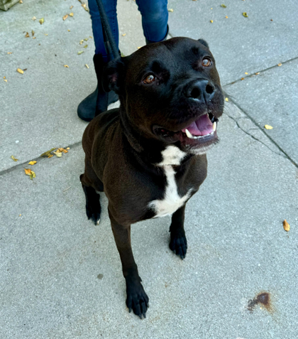 Rufus, an adoptable Pit Bull Terrier, Mixed Breed in Harbor Springs, MI, 49740 | Photo Image 3