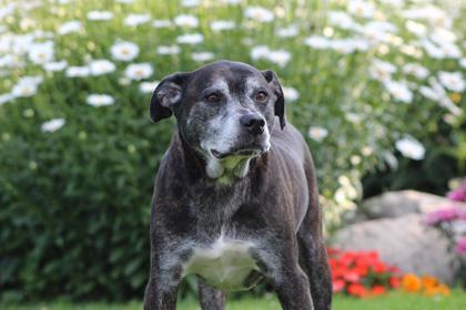 Ollie, an adoptable Mixed Breed in Harbor Springs, MI, 49740 | Photo Image 1