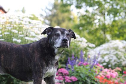 Ollie, an adoptable Mixed Breed in Harbor Springs, MI, 49740 | Photo Image 2