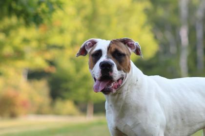 Gypsy, an adoptable Mixed Breed in Harbor Springs, MI, 49740 | Photo Image 1