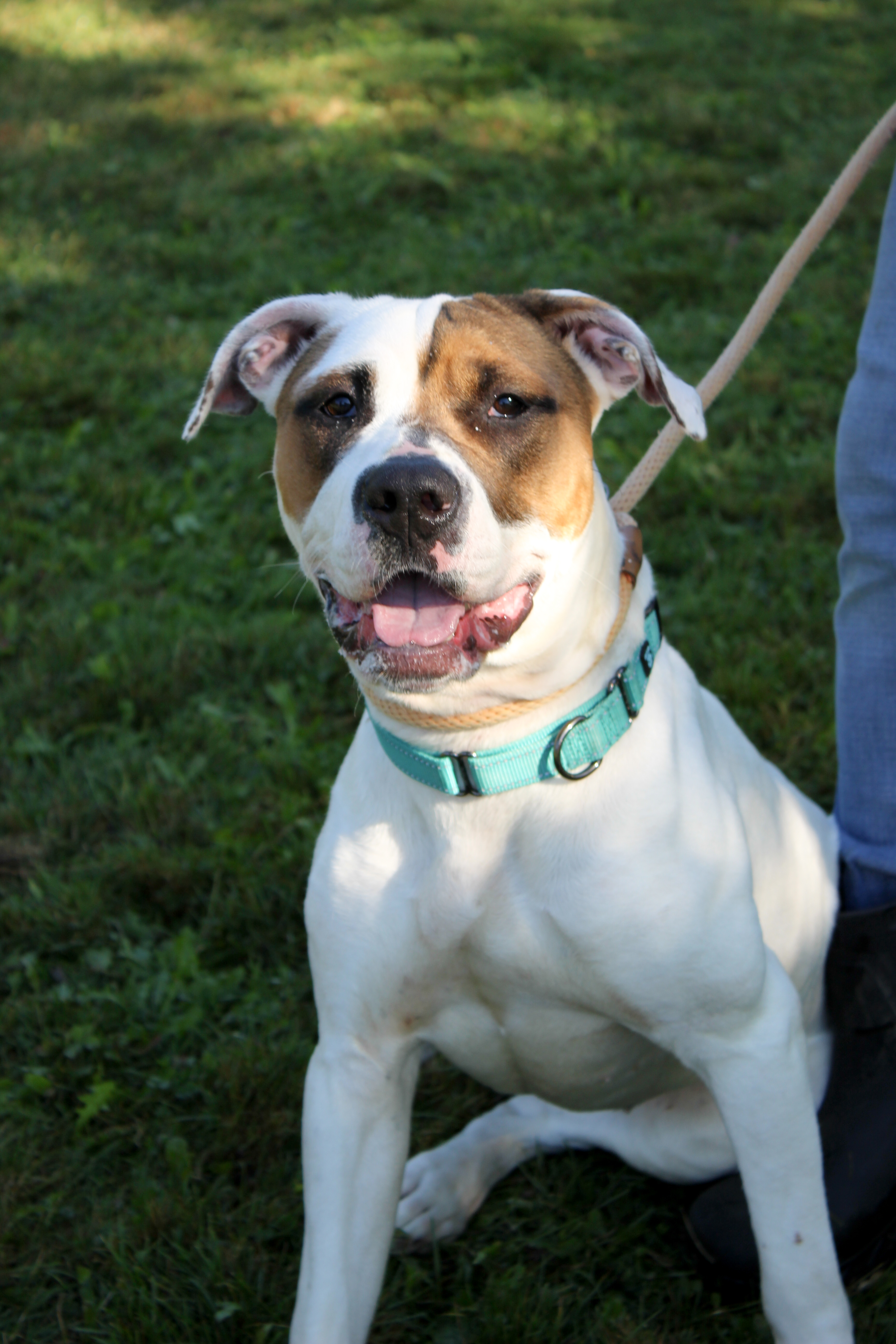 Gypsy, an adoptable Mixed Breed in Harbor Springs, MI, 49740 | Photo Image 3