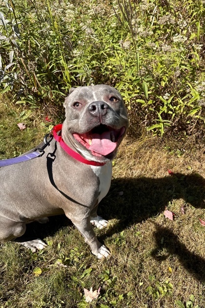 Ozzy, an adoptable Pit Bull Terrier, Mixed Breed in Harbor Springs, MI, 49740 | Photo Image 1