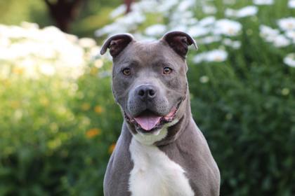 WakeBoard, an adoptable Pit Bull Terrier, Mixed Breed in Harbor Springs, MI, 49740 | Photo Image 1