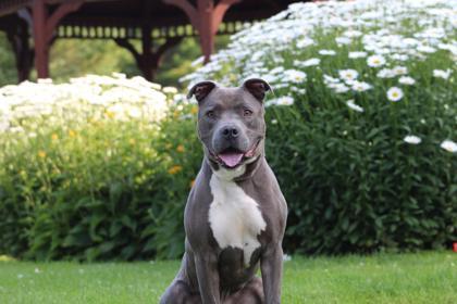 WakeBoard, an adoptable Pit Bull Terrier, Mixed Breed in Harbor Springs, MI, 49740 | Photo Image 2