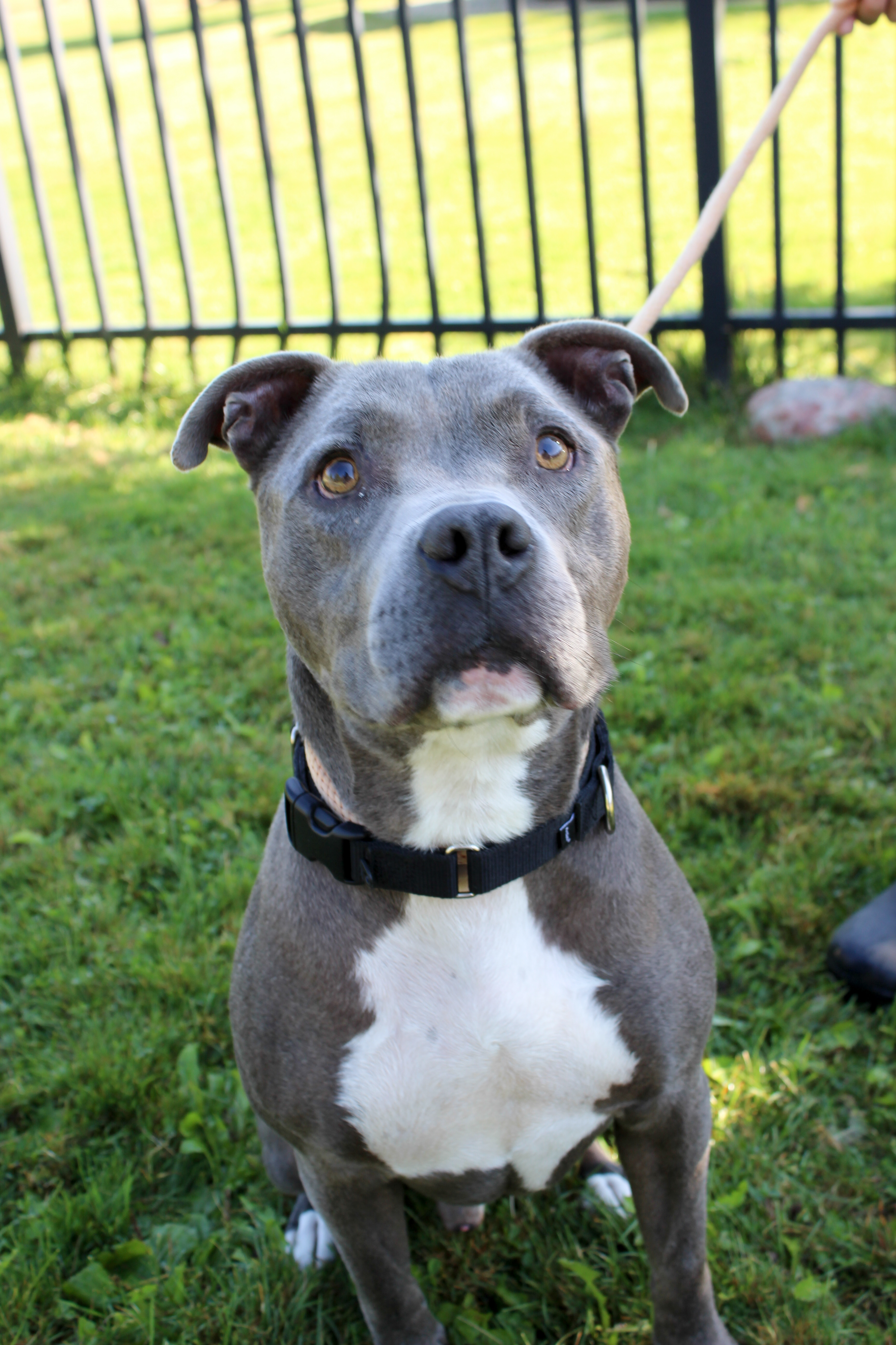 WakeBoard, an adoptable Pit Bull Terrier, Mixed Breed in Harbor Springs, MI, 49740 | Photo Image 3