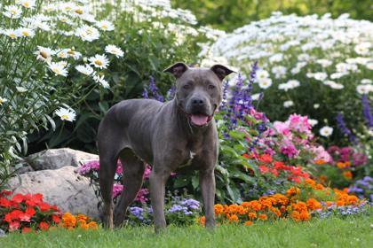 Marina, an adoptable Pit Bull Terrier, Mixed Breed in Harbor Springs, MI, 49740 | Photo Image 1