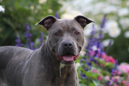 Marina, an adoptable Pit Bull Terrier, Mixed Breed in Harbor Springs, MI, 49740 | Photo Image 2