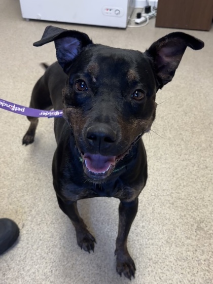 Jade, an adoptable Rottweiler, Terrier in Harbor Springs, MI, 49740 | Photo Image 1