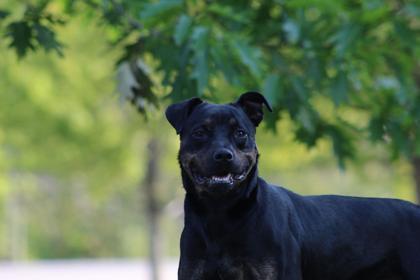 Jade, an adoptable Rottweiler, Terrier in Harbor Springs, MI, 49740 | Photo Image 2