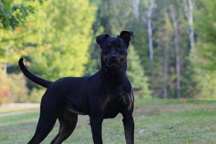 Jade, an adoptable Rottweiler, Terrier in Harbor Springs, MI, 49740 | Photo Image 3