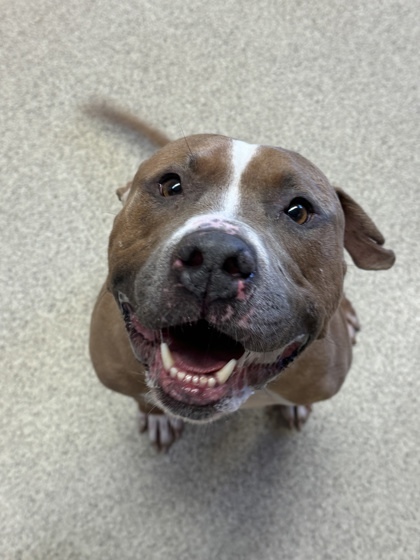 Zeus, an adoptable Mixed Breed in Harbor Springs, MI, 49740 | Photo Image 1