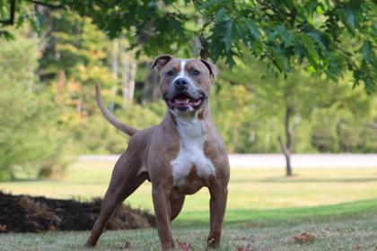 Zeus, an adoptable Mixed Breed in Harbor Springs, MI, 49740 | Photo Image 2