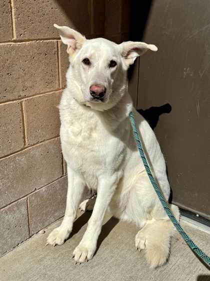 Jack, an adoptable German Shepherd Dog, Mixed Breed in Harbor Springs, MI, 49740 | Photo Image 1