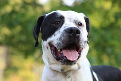 Bobo, an adoptable American Bulldog, Mixed Breed in Harbor Springs, MI, 49740 | Photo Image 1