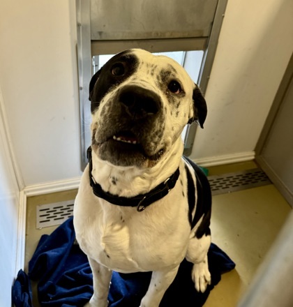 Bobo, an adoptable American Bulldog, Mixed Breed in Harbor Springs, MI, 49740 | Photo Image 2