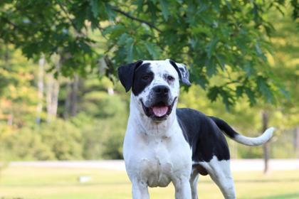 Bobo, an adoptable American Bulldog, Mixed Breed in Harbor Springs, MI, 49740 | Photo Image 3