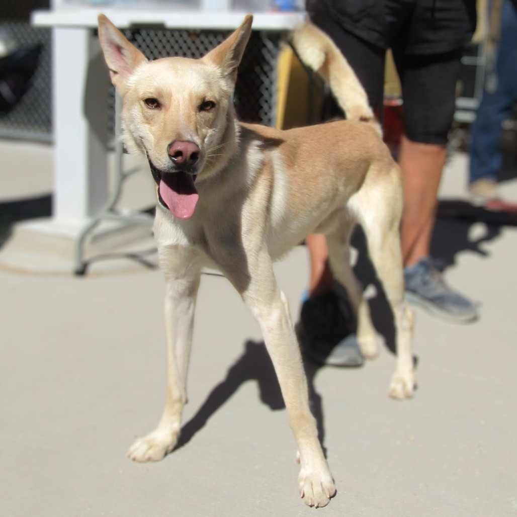 Teddy, an adoptable Mixed Breed in Las Cruces, NM, 88012 | Photo Image 1