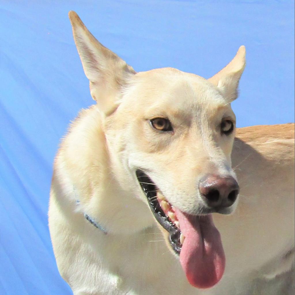 Teddy, an adoptable Mixed Breed in Las Cruces, NM, 88012 | Photo Image 2