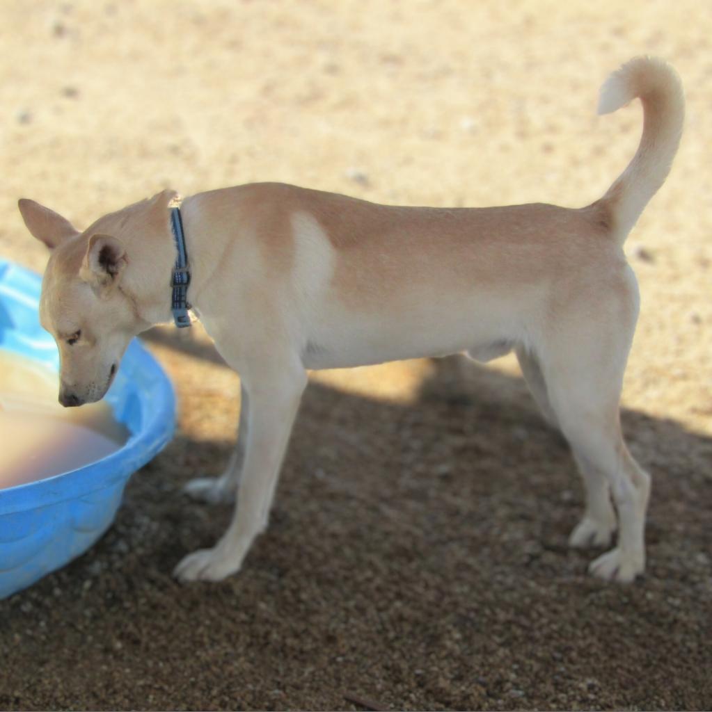 Teddy, an adoptable Mixed Breed in Las Cruces, NM, 88012 | Photo Image 3
