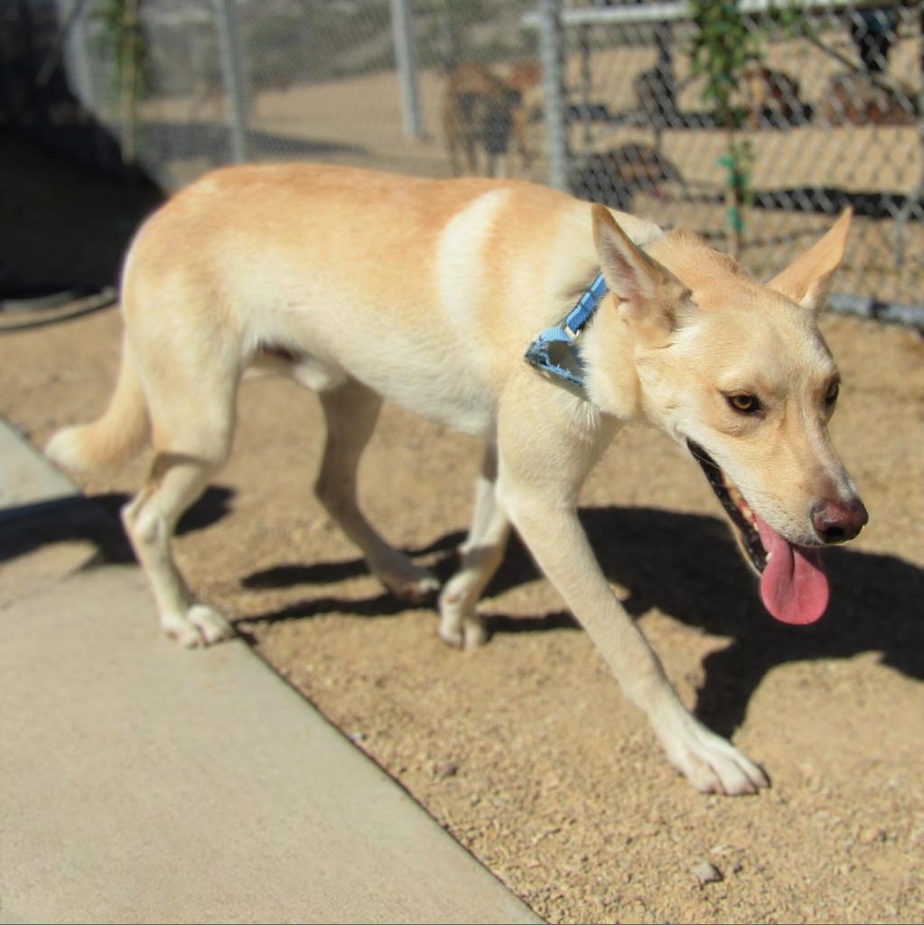 Teddy, an adoptable Mixed Breed in Las Cruces, NM, 88012 | Photo Image 4