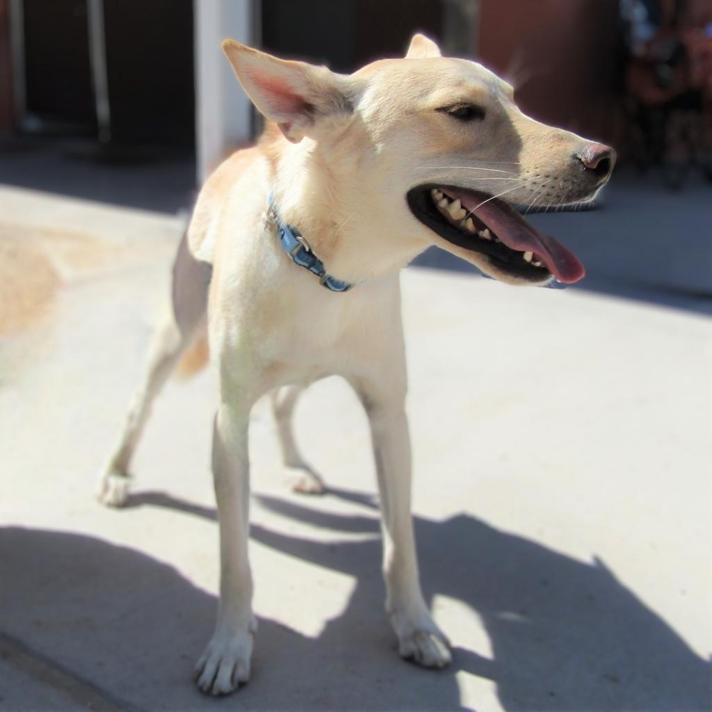 Teddy, an adoptable Mixed Breed in Las Cruces, NM, 88012 | Photo Image 5