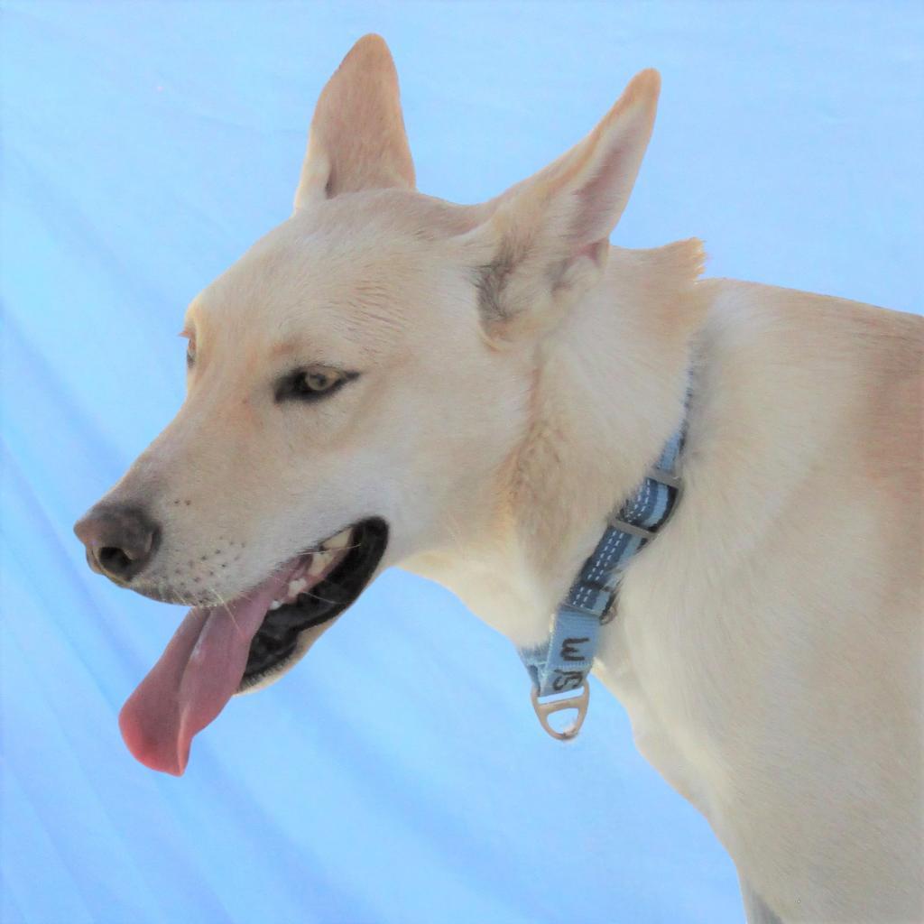 Teddy, an adoptable Mixed Breed in Las Cruces, NM, 88012 | Photo Image 6