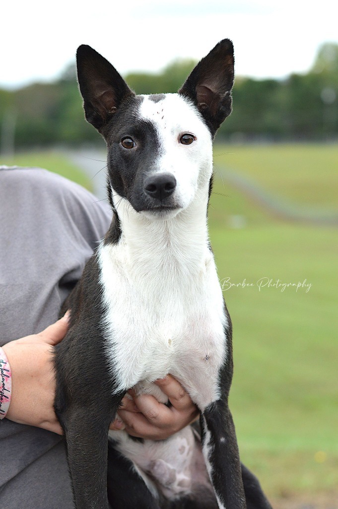 Two Face - Adoptable, an adoptable Affenpinscher, Mixed Breed in Chickamauga , GA, 30707 | Photo Image 1