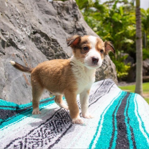 Fin, an adoptable Mixed Breed in Kailua Kona, HI, 96740 | Photo Image 1