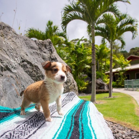 Fin, an adoptable Mixed Breed in Kailua Kona, HI, 96740 | Photo Image 2