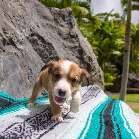 Fin, an adoptable Mixed Breed in Kailua Kona, HI, 96740 | Photo Image 3