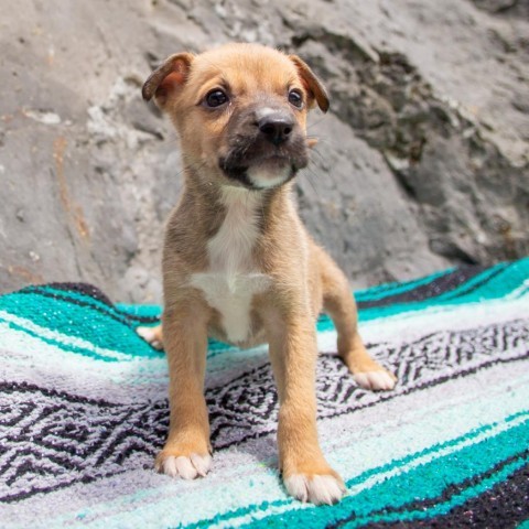 Fisher, an adoptable Mixed Breed in Kailua Kona, HI, 96740 | Photo Image 1