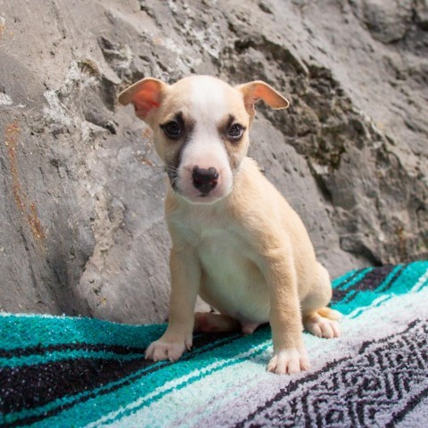 Gilligan, an adoptable Mixed Breed in Kailua Kona, HI, 96740 | Photo Image 1