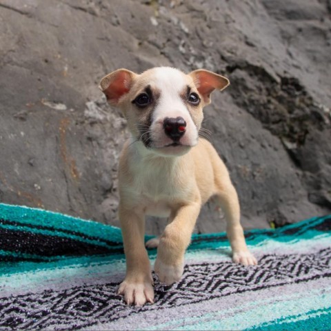 Gilligan, an adoptable Mixed Breed in Kailua Kona, HI, 96740 | Photo Image 2