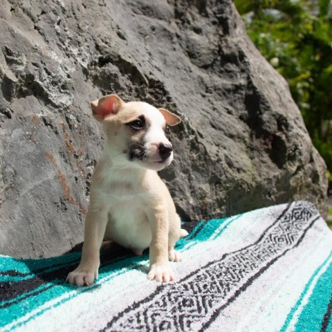 Gilligan, an adoptable Mixed Breed in Kailua Kona, HI, 96740 | Photo Image 3